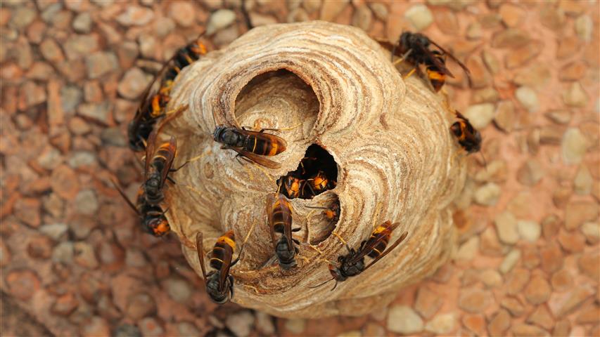 Nid de frelons dans un arbre