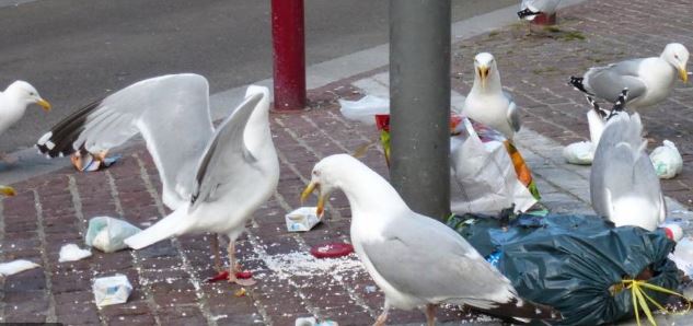 Goélands et mouettes sur toiture